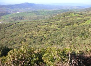 Terreno antes del desbroce forestal