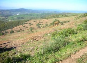 Terreno después del desbroce forestal