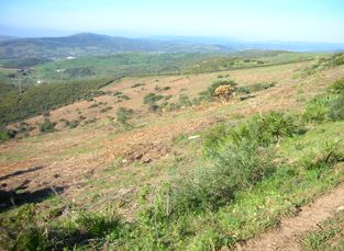 Terreno después del desbroce forestal