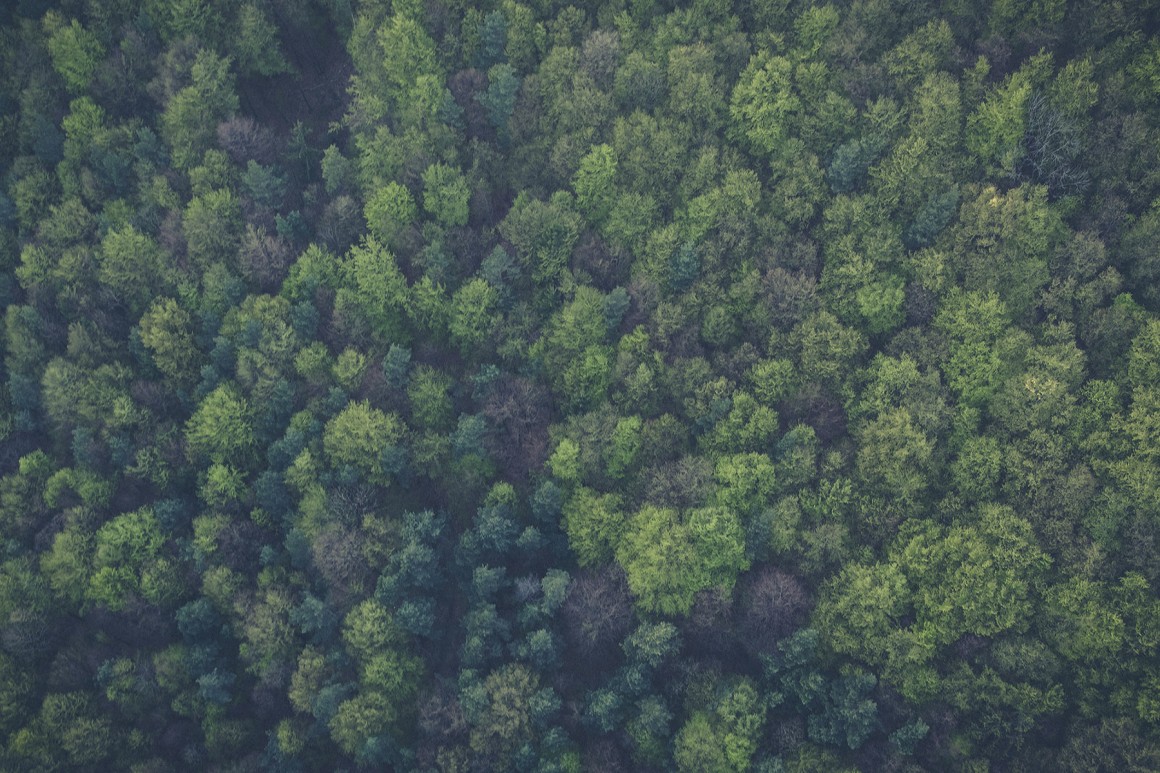 reforestación en España