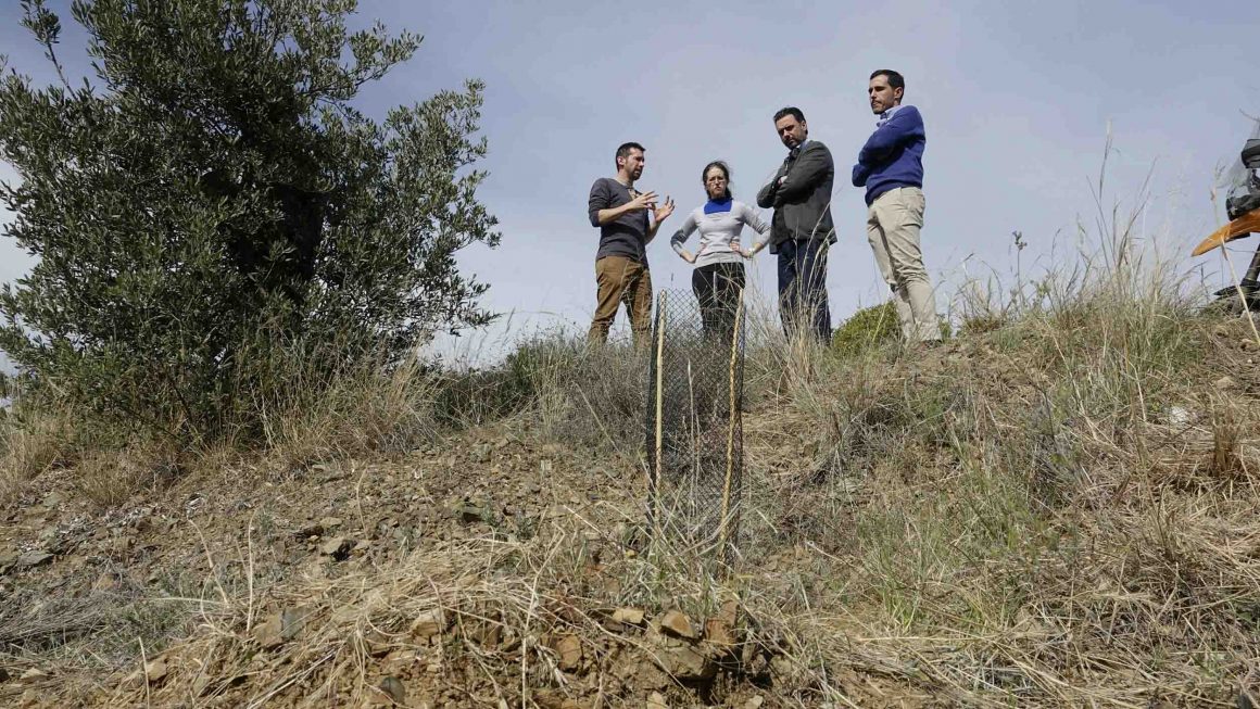 Tareas de reforestación de 4 parques forestales en Málaga