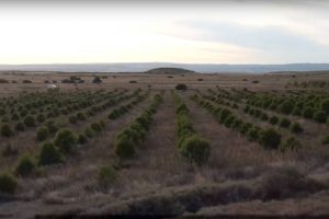 Proyecto de reforestacion en Los Monegros (Zaragoza)