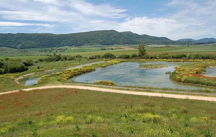 Reforestación en Álava (humedal de Pedroko) | Reforestaciones Pastor