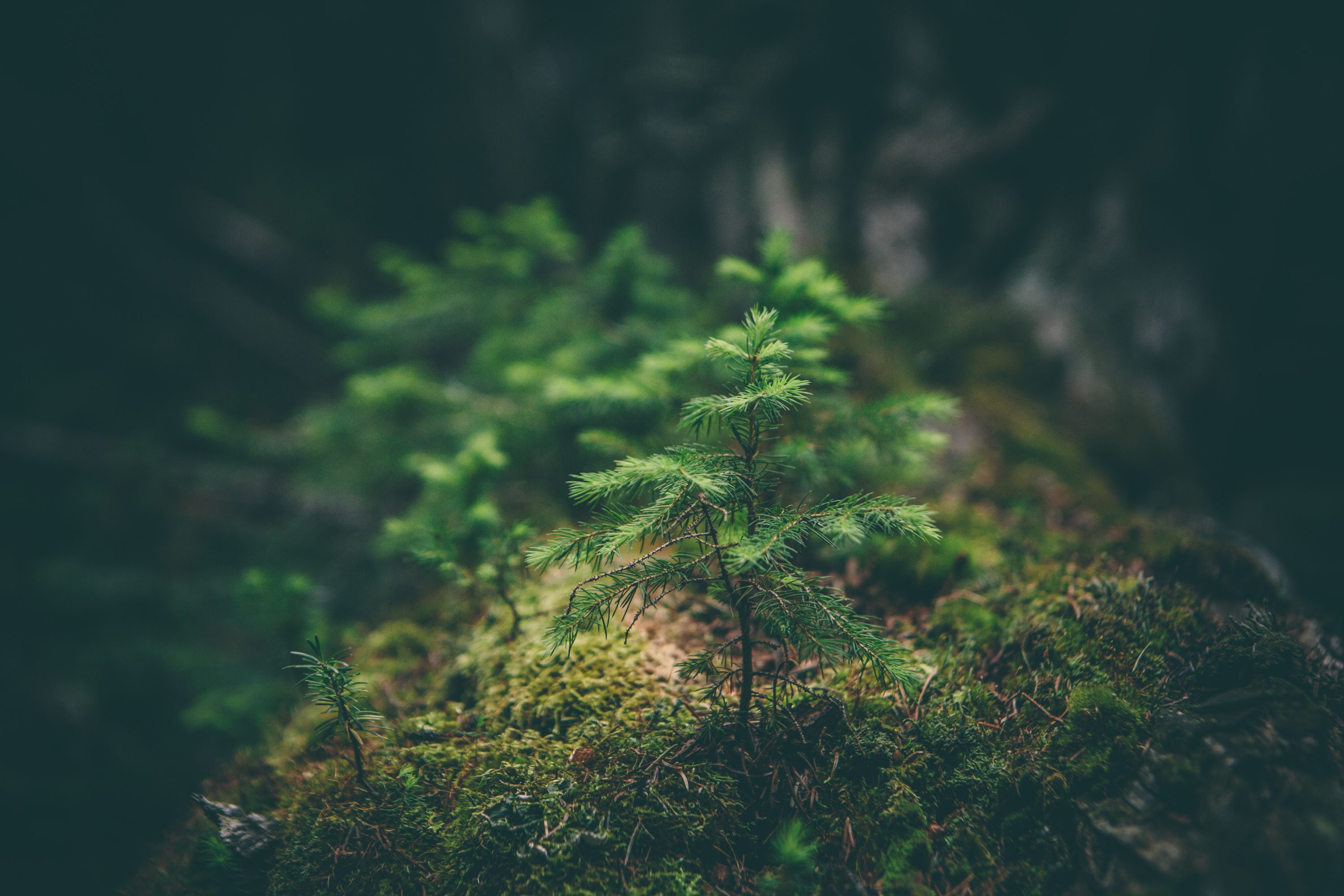 Cuál es la mejor vegetación para reforestar - Reforestaciones Pastor