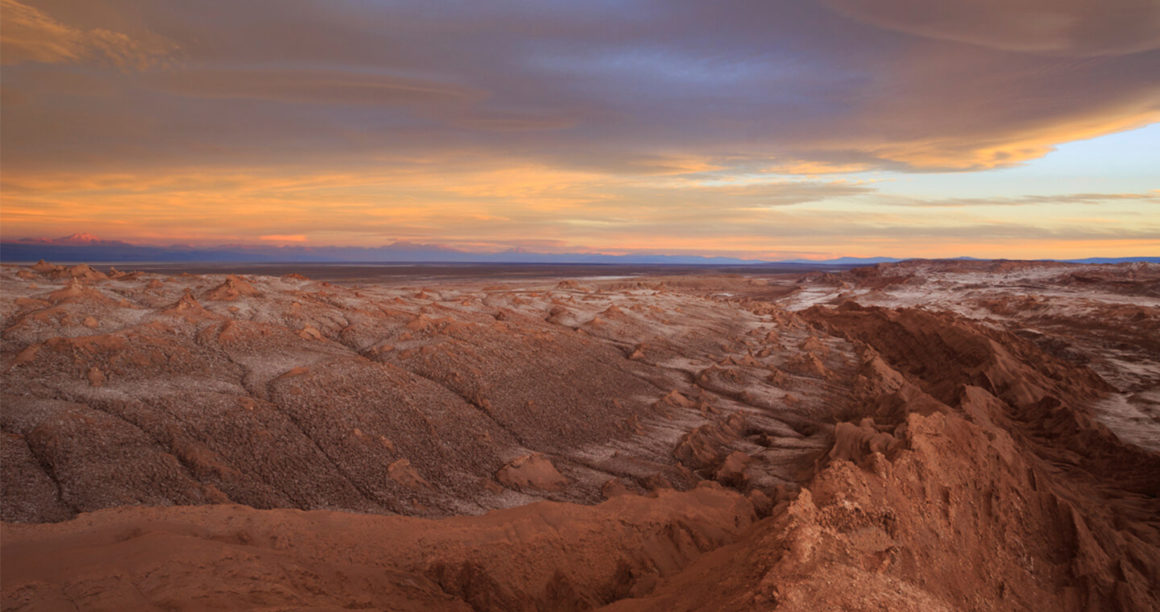 reforestar el desierto