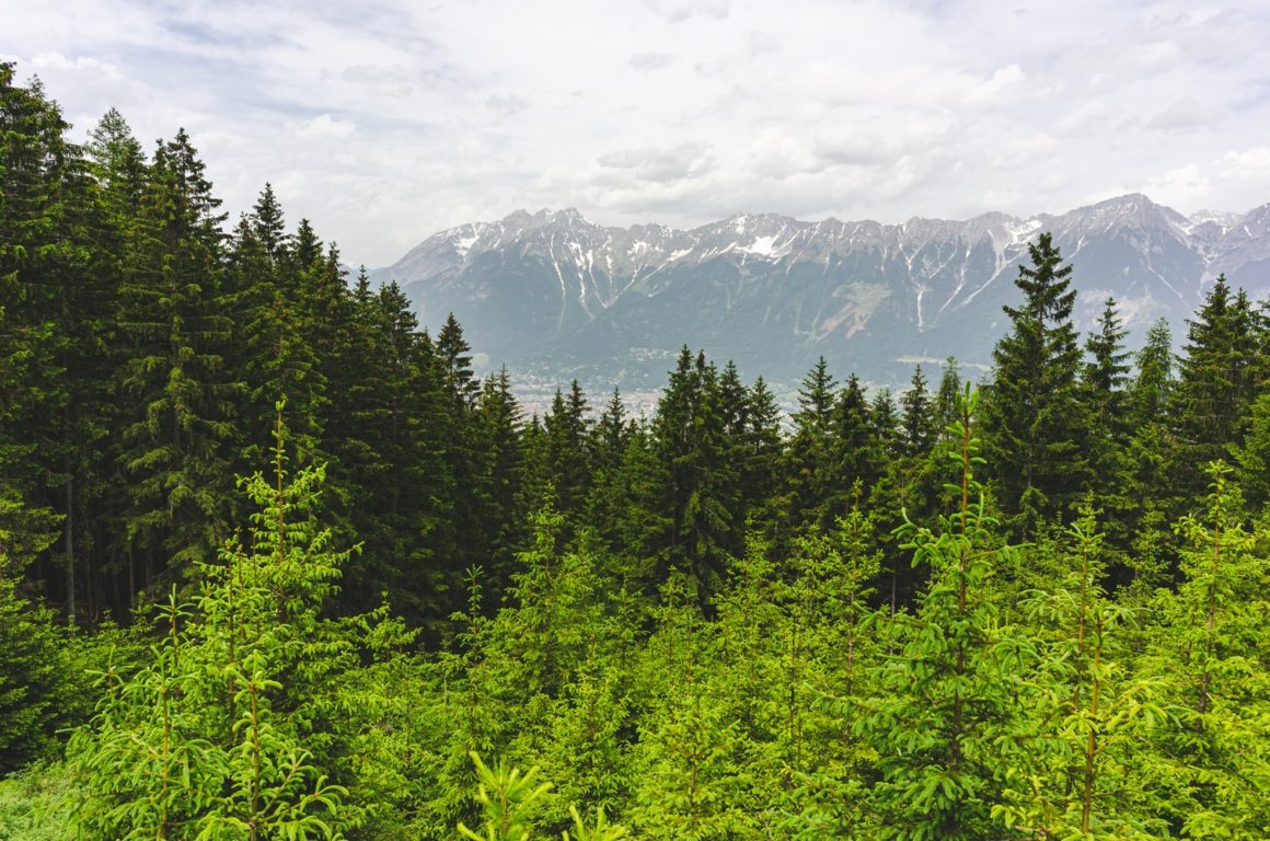 reforestar contra el cambio climático