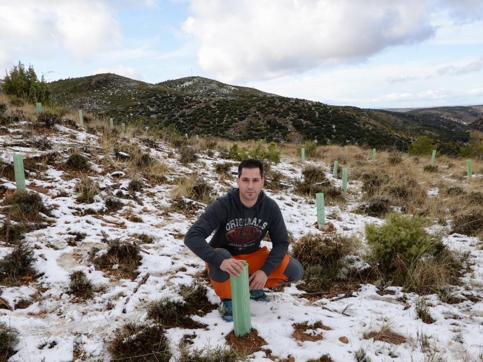 reforestación en teruel - la zoma