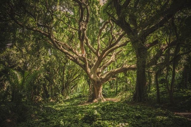 dia internacional de los bosques 2020