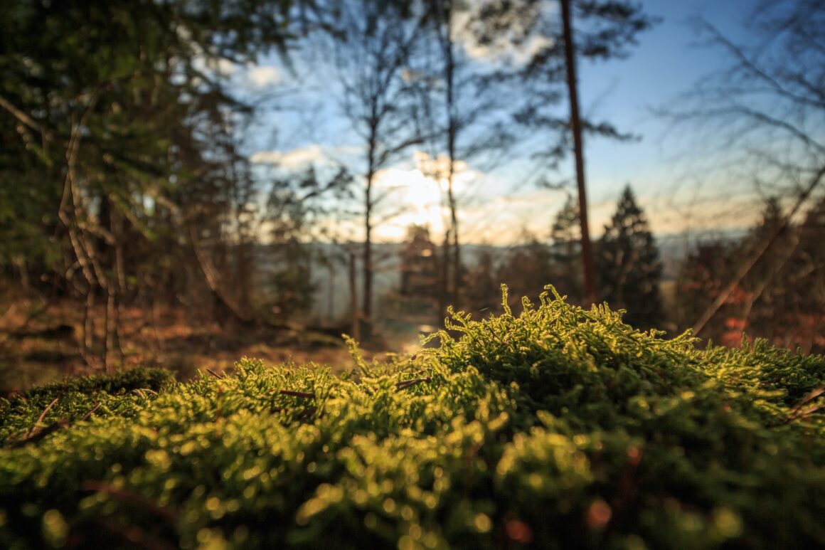 bosques del mundo cambiando