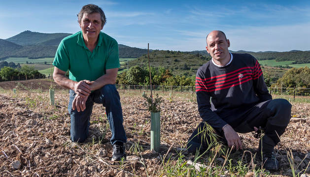 reforestación con trufa negra